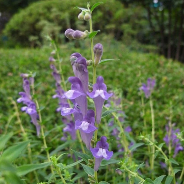 Mad Dog Skullcap Seeds, American, Blue, Scutellaria Lateriflora SK0225