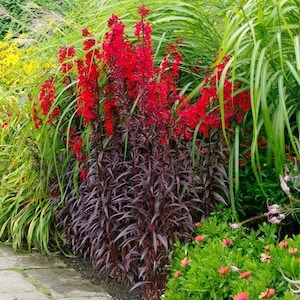 50 Queen Victoria Cardinal Flower Seeds, Lobelia Fulgens LO2250P