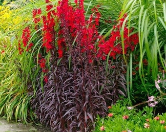 NEW! 50 Queen Victoria Cardinal Flower Seeds, Lobelia Fulgens LO2250