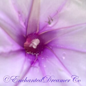 Rare Lavender Moon Vine Seeds, Night Blooming Morning Glory, Ipomoea muricata IP0810 image 3