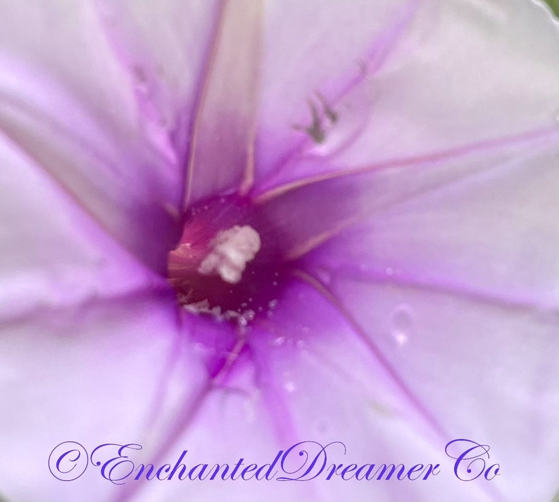 Rare Lavender Moon Vine Seeds, Night Blooming Morning Glory, Ipomoea muricata IP0810 image 3