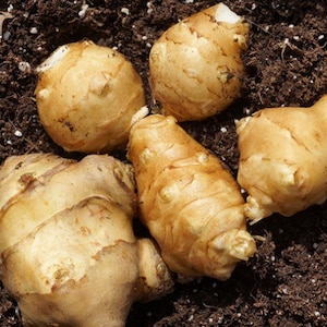 Sunchoke SEEDS, Jerusalem Artichoke, Potato Substitute, Helianthus Tuberosus HT0120 image 3