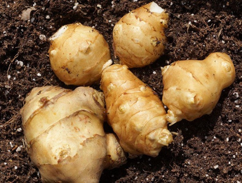 Sunchoke SEEDS, Jerusalem Artichoke, Potato Substitute, Helianthus Tuberosus HT0120 image 3