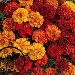 May include: A close-up of a mix of orange, yellow, and red marigold flowers. The flowers are in full bloom and have a variety of shapes and sizes.