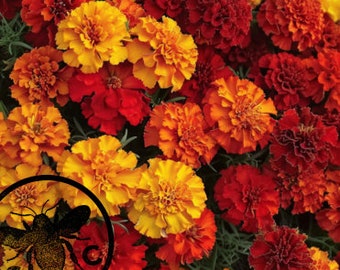 Fireball Marigold Seeds, Color Changing! Tagetes Patula TG4620