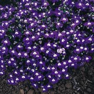 Bulk 200 Trailing Purple Lobelia Seeds, Erinus Lobelia, Ground Cover or Hanging Baskets ES022C