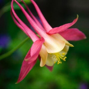 Native Wild Columbine Seeds, Flowering Shade Perennial, Aquilegia Canadensis, Red, Orange, Yellow, Sunset AQ0650