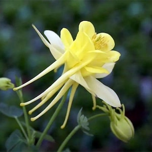 Sunshine Columbine Seeds, Flowering Shade Perennial, Aquilegia Sunshine AQ1620