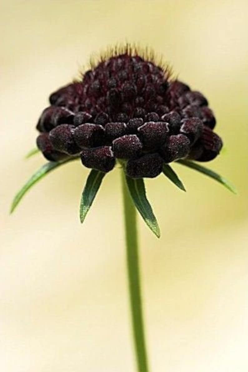 Black Pom Pom Scabiosa Flower Seeds, Pincushion, Scabiosa Atropurpurea SC0125 image 2
