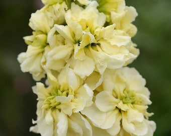 50 Yellow Miracle Column Stock Seeds, Highly fragrant Column Stock, Matthiola Incana MA0450