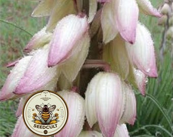NEW! Banana Yucca Seeds, Southwest US Desert Native, Yucca Baccata, YU0310