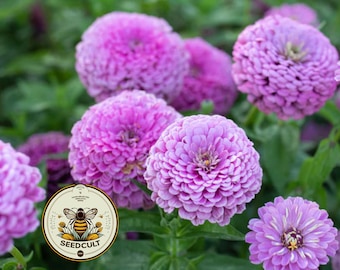50 Lavender Giant Zinnia Seeds, Largest Giant Zinnias, Zinnia Elegans ZE2550