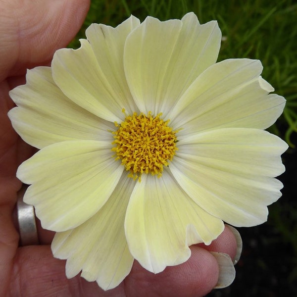 Lemonade Cosmos Seeds, Cosmos Bippinatus CO0525