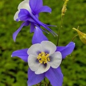 Bulk Colorado Blue Columbine Seeds, Flowering Shade Perennial, Aquilegia Caerulea AQ021C image 5