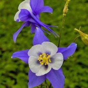May include: Two purple and white columbine flowers with yellow centers. The flowers are in bloom and have five petals each. The background is a blurry green.
