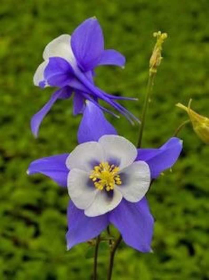 Bulk Colorado Blue Columbine Seeds, Flowering Shade Perennial, Aquilegia Caerulea AQ021C image 5