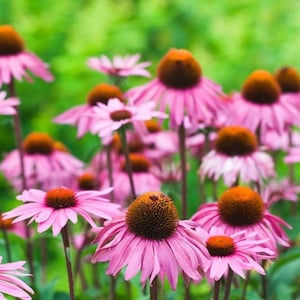 Peut inclure: Un champ de fleurs de rudbeckie pourpre en fleurs. Les fleurs ont un centre brun fonc&eacute; et sont entour&eacute;es de feuillage vert.