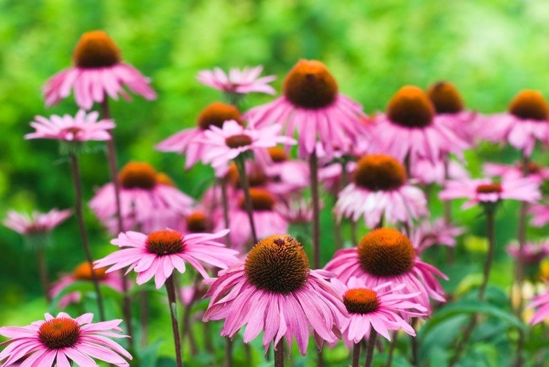 Peut inclure: Un champ de fleurs de rudbeckie pourpre en fleurs. Les fleurs ont un centre brun fonc&eacute; et sont entour&eacute;es de feuillage vert.