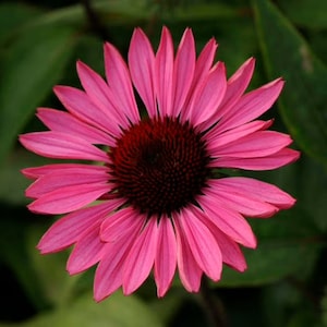 May include: A close-up of a vibrant pink coneflower with a dark brown center. The petals are a bright pink, radiating outwards from the center. The background is a blurred green, providing a natural contrast to the flower.