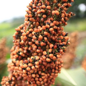 May include: Close-up of a brown sorghum plant with a cluster of small, round seeds. The seeds are densely packed together and have a slightly rough texture.