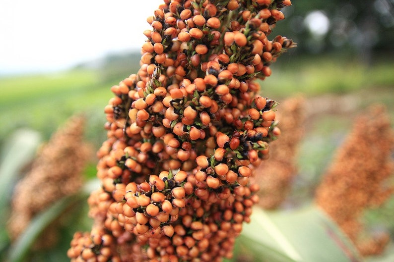 May include: Close-up of a brown sorghum plant with a cluster of small, round seeds. The seeds are densely packed together and have a slightly rough texture.