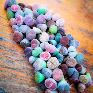 May include: A collection of colorful living stone plants, with a variety of colors including green, pink, purple, and brown. The succulent plants are arranged on a wooden surface, showcasing their unique, rounded shapes and textures.