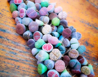 Mixed Lithops SEEDS, Huge variety of species with vibrant coloring, Living Stone, choose your quantity