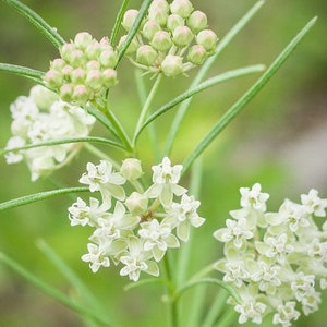 May include: A close-up of a white milkweed plant with delicate white flowers and green buds. The plant has long, slender leaves and is growing in a natural setting.