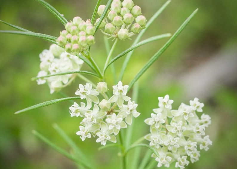 May include: A close-up of a white milkweed plant with delicate white flowers and green buds. The plant has long, slender leaves and is growing in a natural setting.