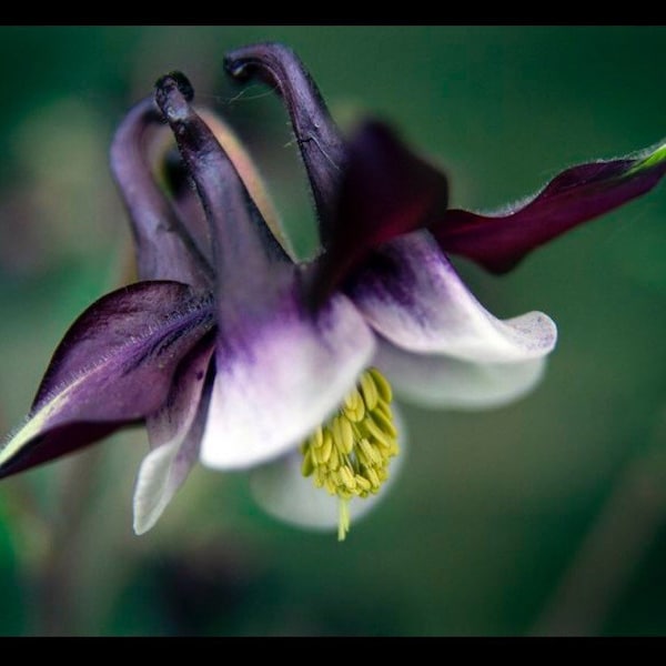 Deep Purple Columbine, William Guinness Seeds, Purple-Black Flowering Shade Perennial, Aquilegia Vulgaris AQ1120