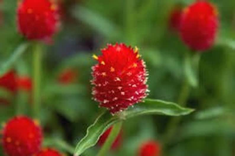 Strawberry Fields Gomphrena Seeds, Globe Amaranth GO0620 image 2