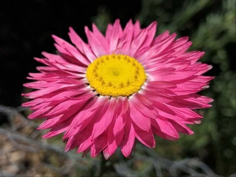 500 Paper Daisy Seeds, Pink Shades, Everlasting Flowers RH015C image 3