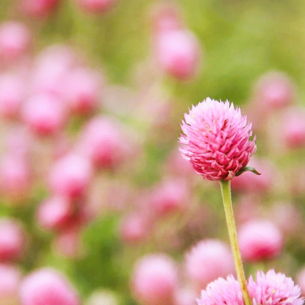 NEW! Raspberry Cream Gomphrena Seeds, Globe Amaranth GO0720