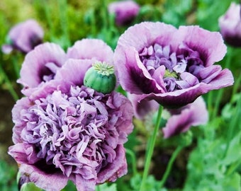 50 Lavender Dress Floral Poppy Seeds,  PS3850R