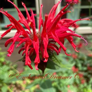 Rare Panorama Red Bee Balm, Monarda Didyma MO0210