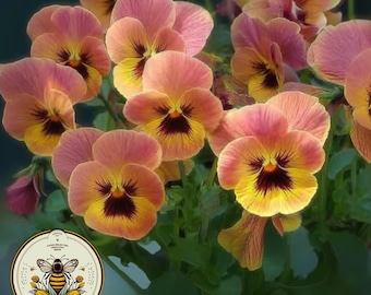 Rare Peachy Pandora's Box Pansy Seeds, Viola X Wittrockiana VL3920