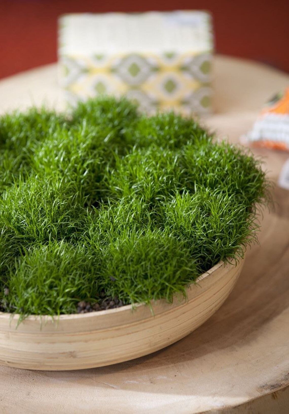 EVERGREEN Irish Moss Ground Cover or Potted Plant Seeds Etsy