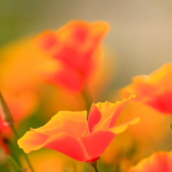 Bulk California Poppy Seeds, Eschscholzia Californica, Orange Poppies EZ01