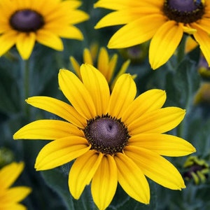 2000 Bulk Black Eyed Susan Seeds, Rudbeckia Hirta, Yellow Fflowering Plants, RU022M