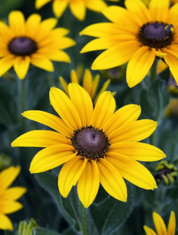 2000 Bulk Black Eyed Susan Seeds, Rudbeckia Hirta, Yellow Flowering Plants, RU022M