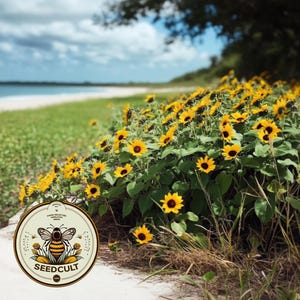 May include: A coastal scene featuring a vibrant field of sunflowers with bright yellow petals and dark centers. The flowers are in full bloom, set against a backdrop of a beach, ocean, and cloudy sky. A circular logo with a bee and the text "SEEDCULT" is in the foreground.