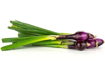 Apache Scallion Seeds, Purple Sweet Bunching Onion, Fast Grower, Allium AL4150