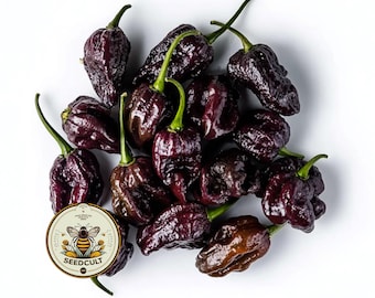 May include: A collection of dark purple peppers with green stems, arranged on a white surface. The peppers have a wrinkled texture and a glossy sheen. A circular logo with a bee and the text "SEEDCULT" is in the lower left corner.