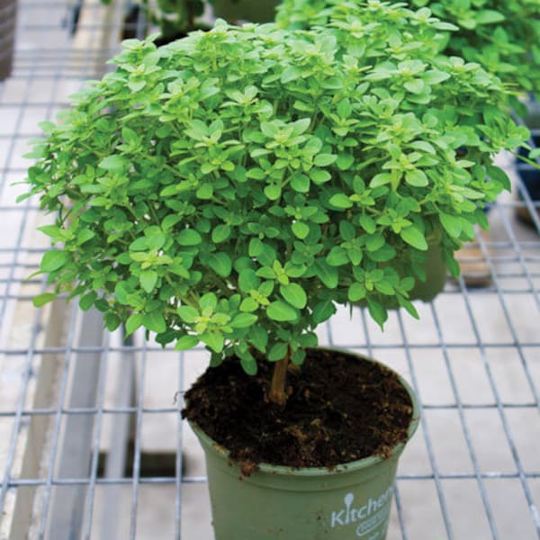 Bulk Italian Oregano Seeds, Origanum Vulgare OR012C