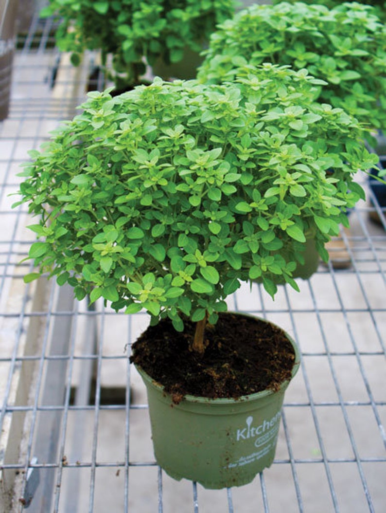Puede incluir: Una peque&ntilde;a planta de albahaca en una maceta de pl&aacute;stico verde. La planta tiene muchas hojas peque&ntilde;as de color verde brillante y un tallo marr&oacute;n. La maceta est&aacute; sobre una estanter&iacute;a met&aacute;lica. La maceta tiene la palabra "Kitchen".