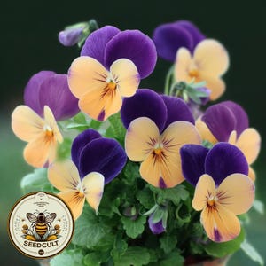 May include: A vibrant display of pansies, showcasing deep purple and yellow petals. The flowers are set against a backdrop of green foliage. A circular label with a bee graphic and the text "SEEDCULT" is visible in the lower left corner.