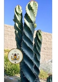 NEW! Corkscrew Peruvian Apple Cactus Seeds, Spiral Cereus Peruvianus Spiralis, CE4110