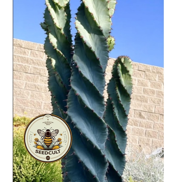 NEW! Corkscrew Peruvian Apple Cactus Seeds, Spiral Cereus Peruvianus Spiralis, CE4110