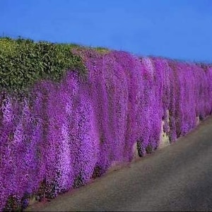 500+ Evergreen Aubrieta Whitewell Gem Seeds, Rock Cress, Rock Wall, Ground Cover, Hanging Basket, Aubrieta Hybrida AU01