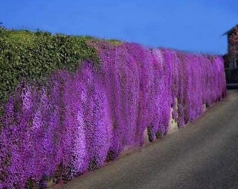 500+ Evergreen Aubrieta Whitewell Gem Seeds, Rock Cress, Rock Wall, Ground Cover, Hanging Basket, Aubrieta Hybrida AU01